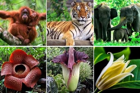 Flora dan Fauna di Hutan Kota UI Dimanfaatkan ... - Universitas … - raincitystudios.com