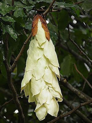 FLORA DAN FAUNA KHAS PROVINSI NUSA TENGGARA BARAT