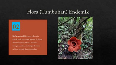 Flora di Pulau Sulawesi dan Kalimantan didominasi ... - Roboguru - raincitystudios.com