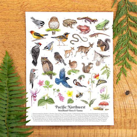 Flora of the Pacific Northwest - University of … - raincitystudios.com
