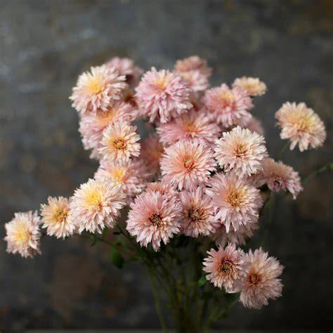Floret Flowers - We are a small family farm in … - raincitystudios.com