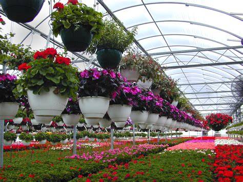 Floriculture | Definition & Facts | Britannica - coolestguyplanet.net