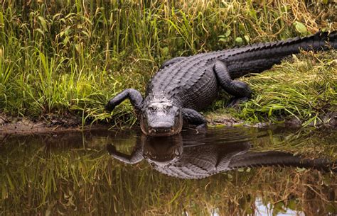 Florida's Deadly Alligators, Crocodiles, and Acid Tree ... - wintechmobiles.com