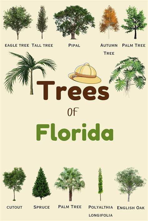 Florida’s Iconic Trees - Florida Department of Environmental Protection - raincitystudios.com
