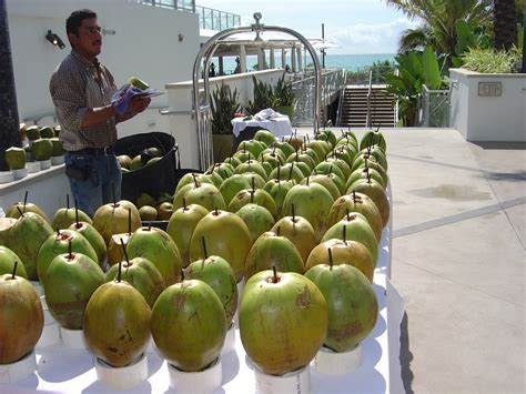 Florida Coconuts :: www.florida-coconuts.com :: About Us - raincitystudios.com