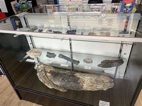 Florida Fossil Collecting - Florida Department of Environmental … - wintechmobiles.com