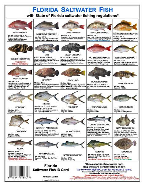 Florida Inshore Saltwater Fish Identification - raincitystudios.com