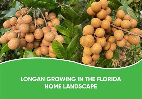 Florida Longan farm - raincitystudios.com