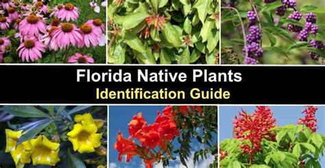 Florida Privacy Plants (With Pictures) – Identification Guide - raincitystudios.com
