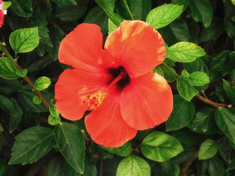 Flower - balustradellc