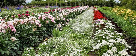 Flower Farming For Beginners - Green and Gorgeous … - raincitystudios.com