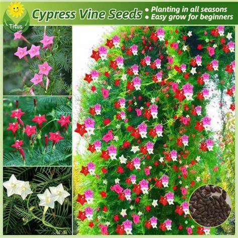 Flower Seeds For Climbing Plants - Dutch Garden Seeds - raincitystudios.com