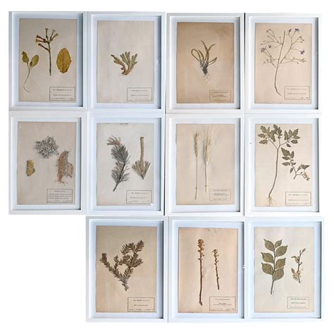 Flower Specimens Art - Etsy - muktibox.com