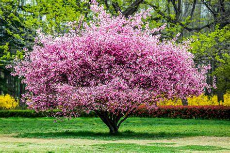 Flowering | Springer Nature Link - raincitystudios.com