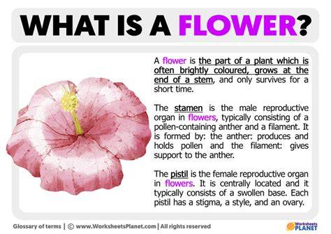 FLOWERING Definition & Meaning - Merriam-Webster - raincitystudios.com