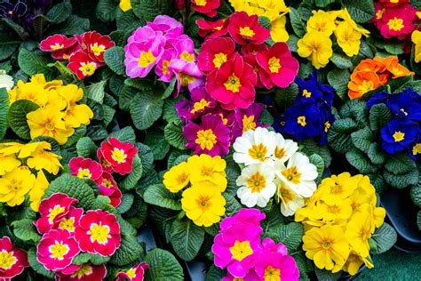 Flowering plant - raincitystudios.com
