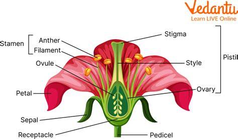 Flowering Plants: Learn Definition, Parts and Examples - Vedantu - raincitystudios.com