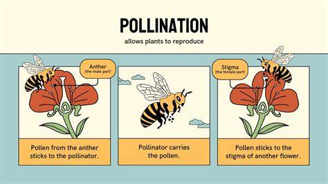 Flowering Plants: Pollination, Growth, and Facts - Science4Fun - raincitystudios.com