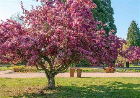 Flowering Trees | Dwarf Flowering Trees - PlantingTree - raincitystudios.com