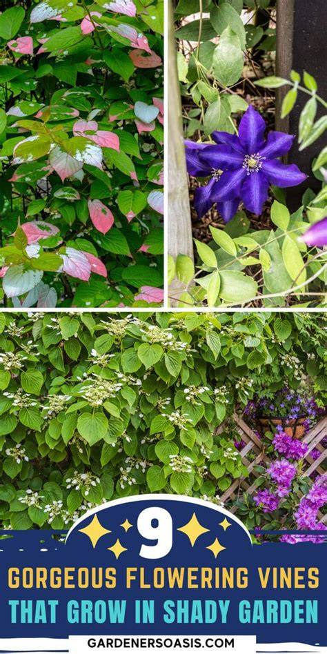 Flowering Vines For Shade (9 Perennial Climbers That … - raincitystudios.com