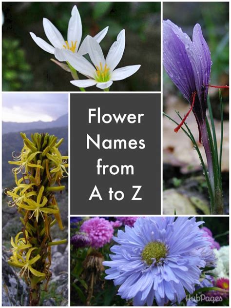 FLOWERS from A to Z - Flowers name starting from A to Z l …