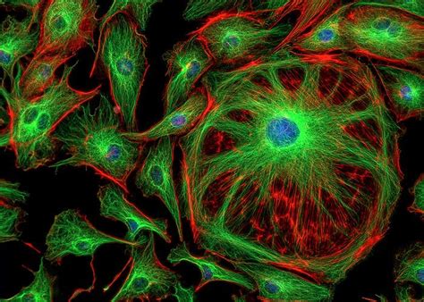 Fluorescence Microscopy of the Cell and Cell Interactions to Study ... - wintechmobiles.com