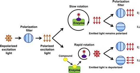 Fluorescence Spectra, Polarization, and Lifetimes of Biological ... - wintechmobiles.com