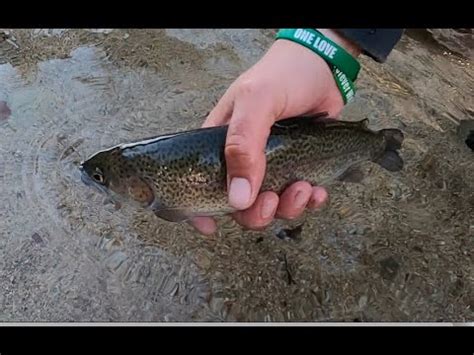 FLY FISHING WILSON CREEK NC AND NC WILDS - YouTube