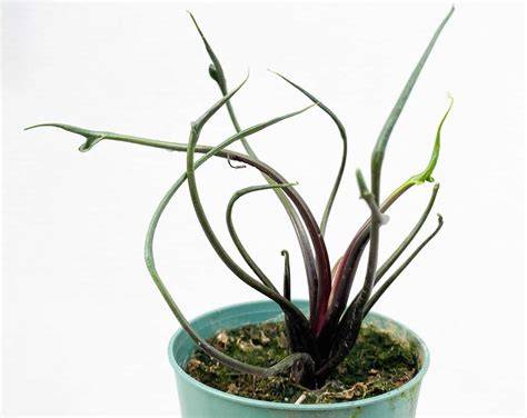 Flying Squid Alocasia - 4 Live Starter Plants in 2 Inch Pots - Alocasia ... - raincitystudios.com