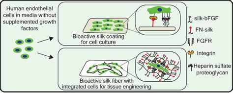 FN-silk scaffolds as ECM & basement membrane mimics for 3D tissue ... - wintechmobiles.com