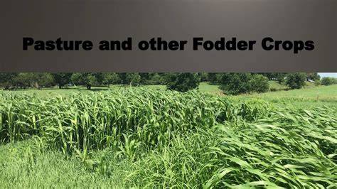 Fodder crops and other seeds - ForFarmers UK - raincitystudios.com