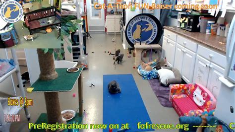 FOFRescueCenter - YouTube