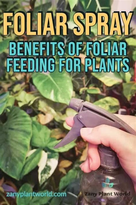 Foliar Plant Spray - Information And Tips For Using … - raincitystudios.com