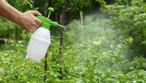 Foliar Sprays for Plants: Different Types & How To Use … - raincitystudios.com
