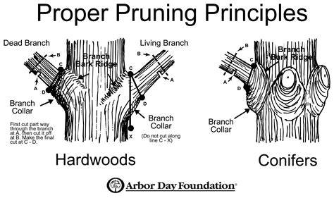 Follow Proper Pruning Techniques - Earth-Kind® … - raincitystudios.com