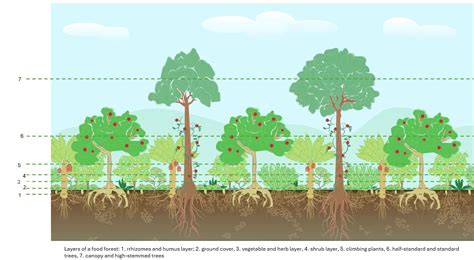 Food Forests: Definition & Design Techniques | StudySmarter - raincitystudios.com