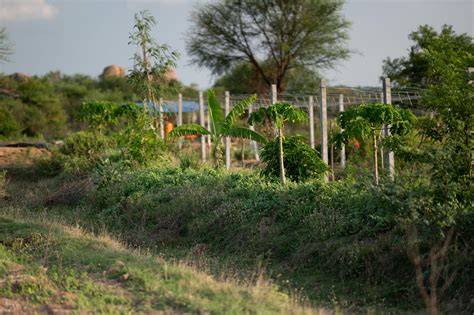 Food Forests: Pathways to Sustainable Agriculture - raincitystudios.com