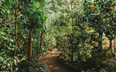 Food Forests or Forest Gardens - Permaculture Design … - raincitystudios.com
