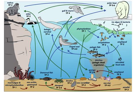 Food Webs and the Dynamics of Marine Reefs | Request PDF - muktibox.com
