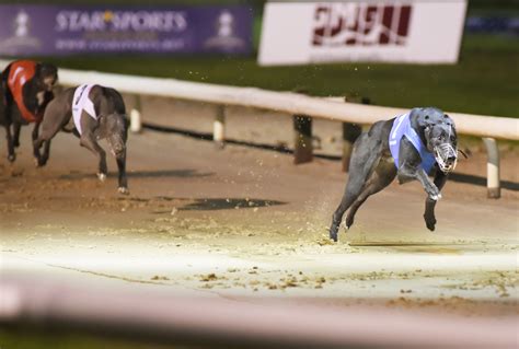 FOOTFIELD JADE Greyhound Form, Results & Ratings Timeform