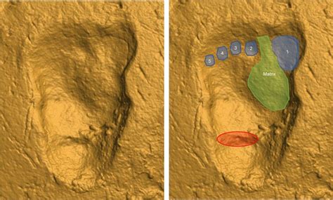 Footprint evidence of early hominin locomotor diversity at Laetoli ... - wintechmobiles.com