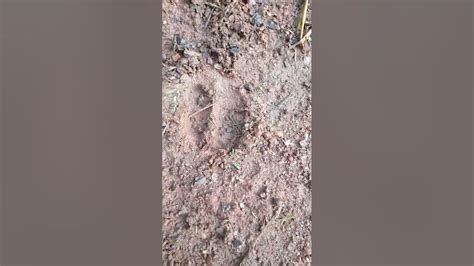 Footprints of wild boars searching for food, traps, bamboo ... - balustradellc