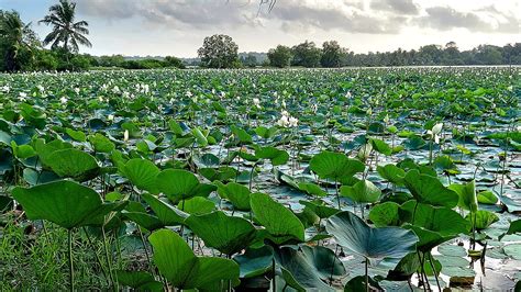 For generations, the wetlands of West Kallada were part of a vibrant ... - wintechmobiles.com
