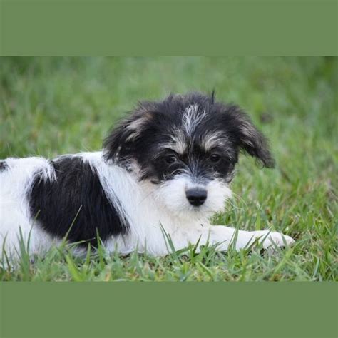 FOR SALE: JACK RUSSELL X MALTESE/SHIHTZU - Aussie …