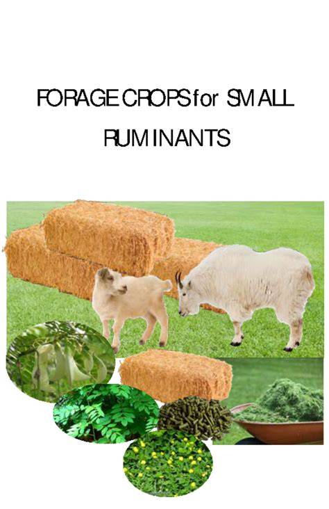 FORAGE CROPS for SMALL RUMINANTS - ATI Central Office - raincitystudios.com