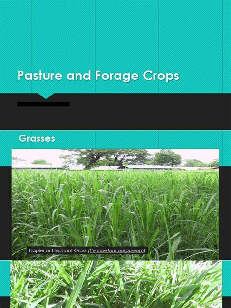 Forage Crops - an overview | ScienceDirect Topics - raincitystudios.com