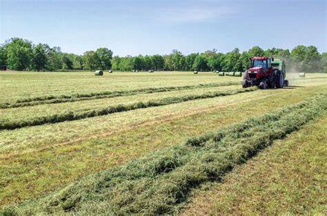 Forage Grasses - an overview | ScienceDirect Topics - raincitystudios.com