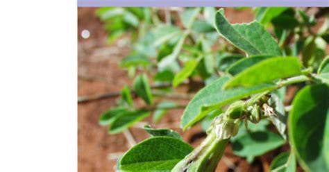 Forage Legumes - an overview | ScienceDirect Topics - raincitystudios.com