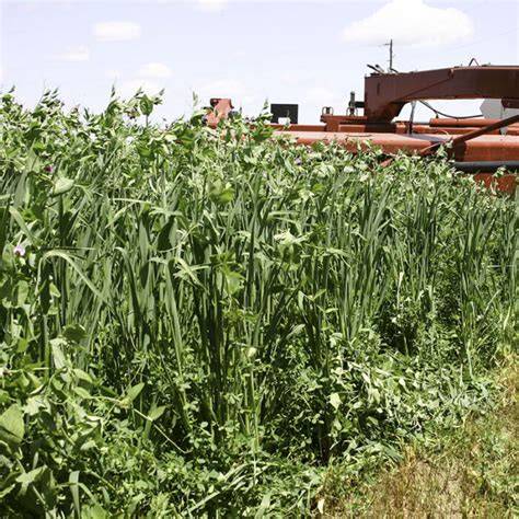 Forage Pea Seed - High Protein Forage Crop For … - raincitystudios.com