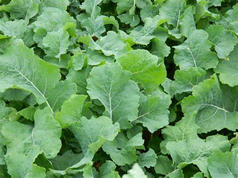 Forage Rape - Agrii - raincitystudios.com